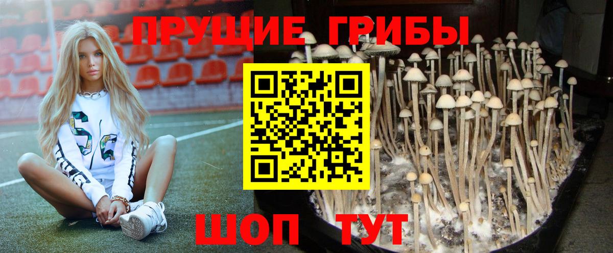 Петропавловск-Камчатский  Галлюциногенные грибы GOLDEN TEACHER  Псилоцибиновые грибы Psilocybe  Вход с VPN 